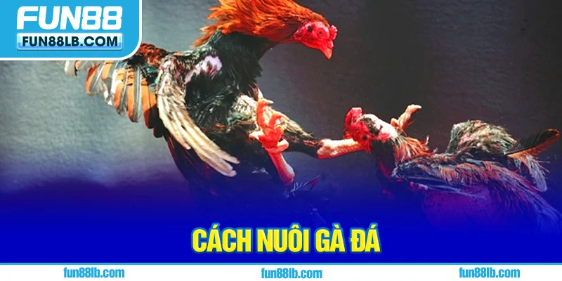 Cách nuôi gà đá